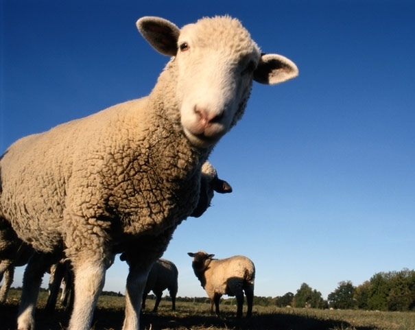 В Лидском районе мужчина украл и съел двух овец