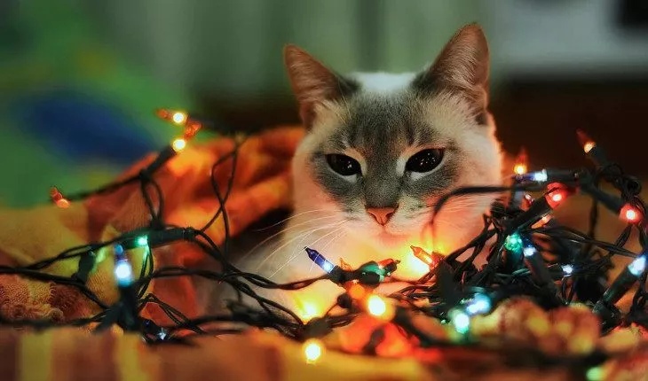 ��� �������� ����� �������� � �������� � ������ 2023 ����?